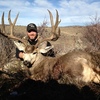 Mule Deer