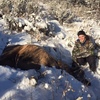 Cow Elk