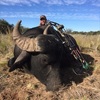 Asian Water Buffalo