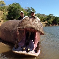 Hippo
