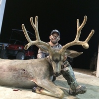 Velvet Buck