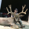 Velvet Buck