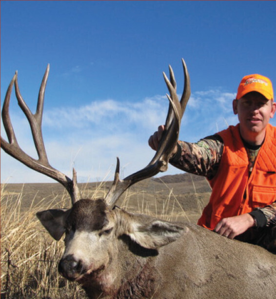 Mule Deer