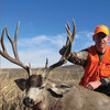 Mule Deer