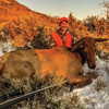 Cow Elk