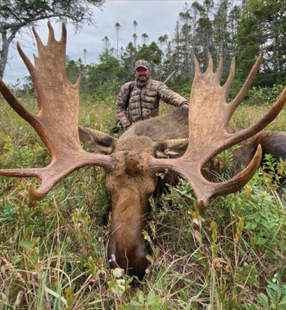 Moose-Newfoundland