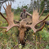 Moose-Newfoundland