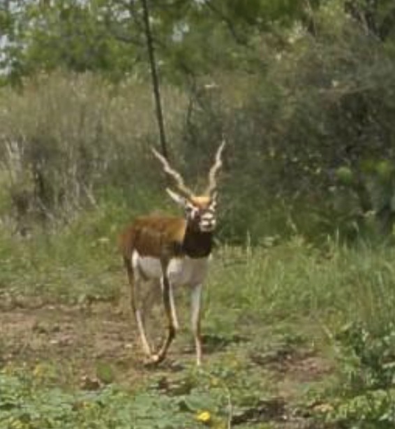 Blackbuck Antelope