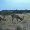 Sika Deer